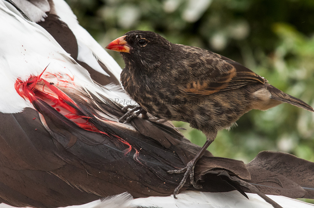 Chim sẻ ma cà rồng hút máu con mồi để tồn tại - Hình 4 Chim se ma ca rong hut mau con moi de ton tai-Hinh-4