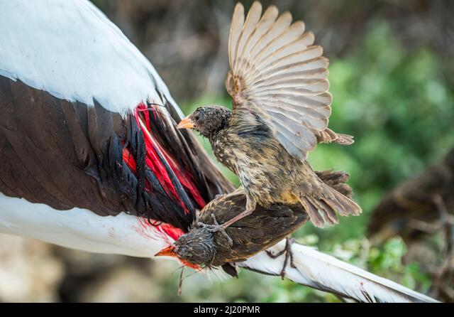 Chim sẻ ma cà rồng hút máu con mồi để tồn tại - Hình 7 Chim se ma ca rong hut mau con moi de ton tai-Hinh-7