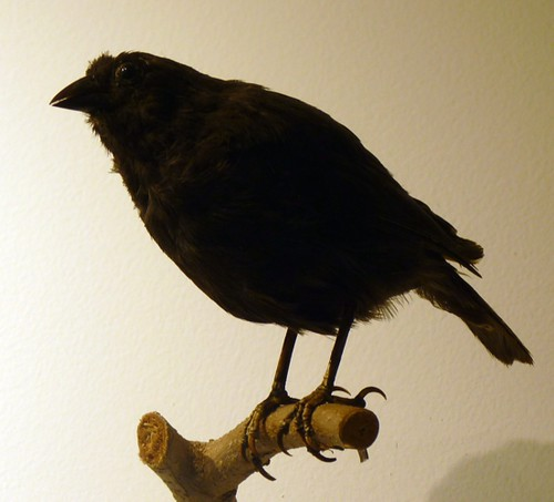 Chim sẻ ma cà rồng hút máu con mồi để tồn tại - Hình 8 Chim se ma ca rong hut mau con moi de ton tai-Hinh-8