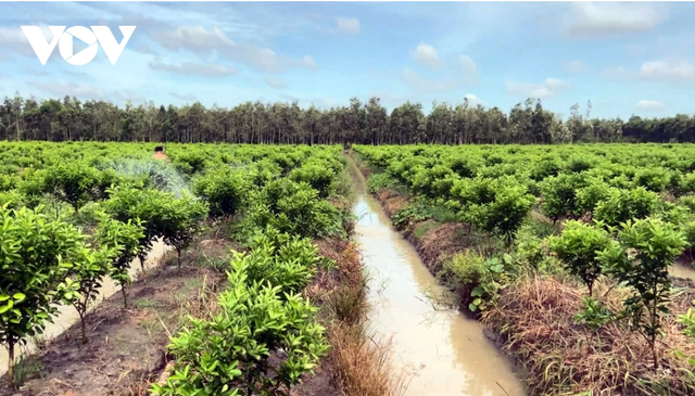 Tra Vinh: Gia cam sanh tang nhe, lo cung vuot cau tro lai-Hinh-2