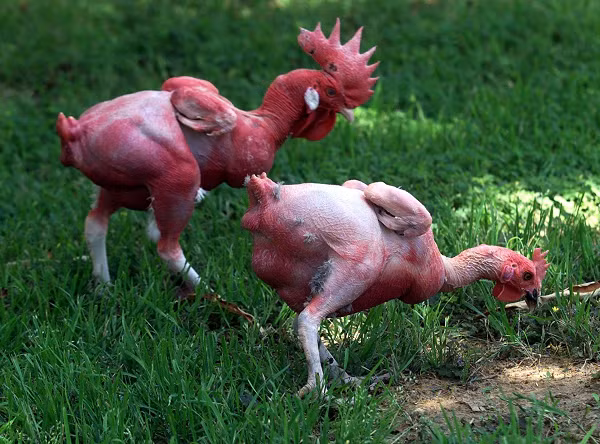 Giong ga khong long, do ruc nhu lua doc nhat the gioi-Hinh-2