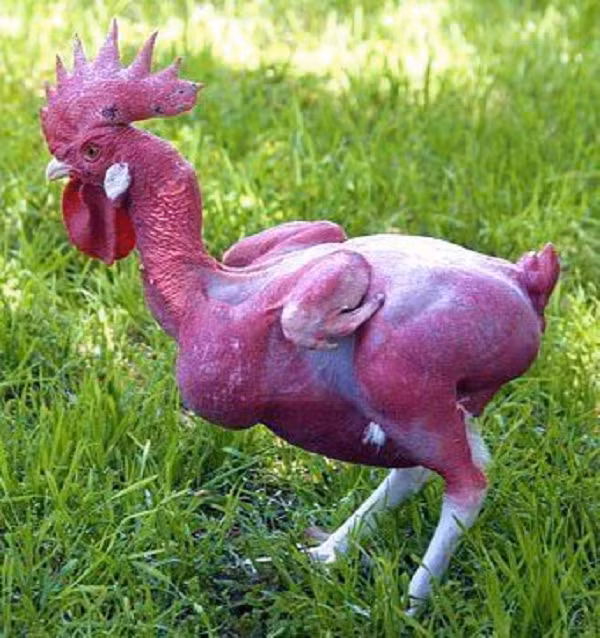 Giong ga khong long, do ruc nhu lua doc nhat the gioi-Hinh-4