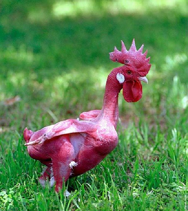 Giống gà không lông, đỏ rực như lửa độc nhất thế giới Giong ga khong long, do ruc nhu lua doc nhat the gioi