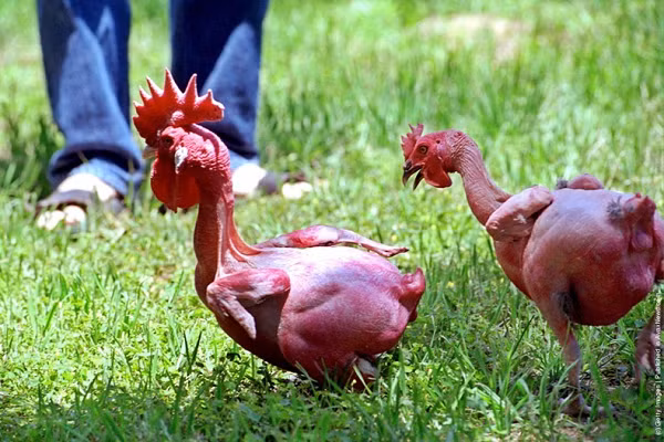 Giong ga khong long, do ruc nhu lua doc nhat the gioi-Hinh-3