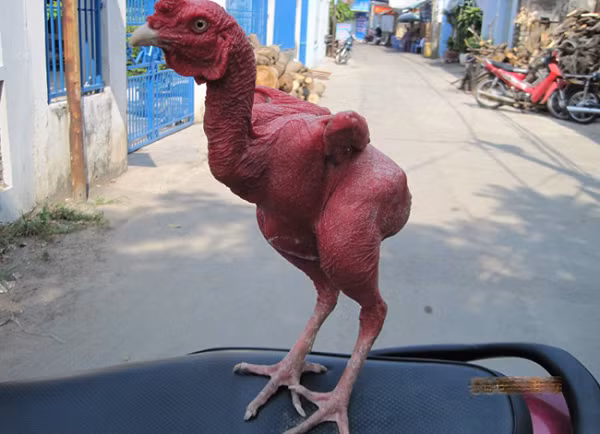 Giong ga khong long, do ruc nhu lua doc nhat the gioi-Hinh-7