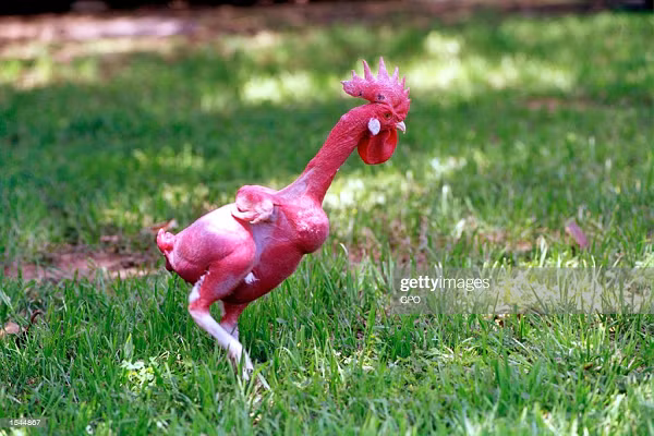 Giong ga khong long, do ruc nhu lua doc nhat the gioi-Hinh-11