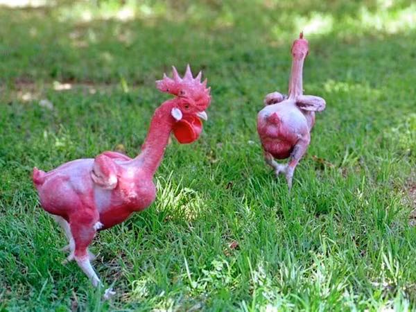 Giong ga khong long, do ruc nhu lua doc nhat the gioi-Hinh-12