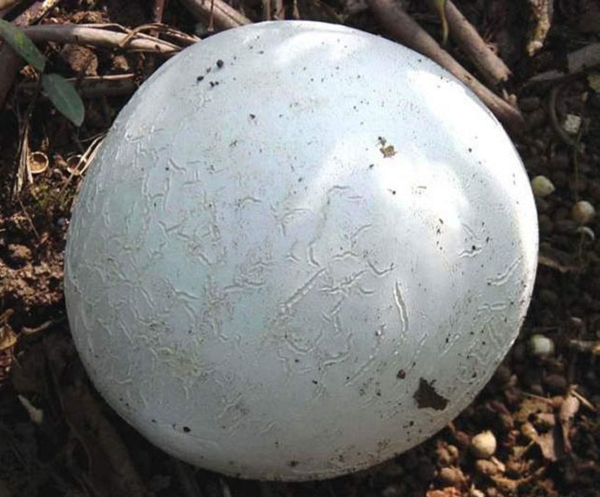 Bí mật bất ngờ trong 'báu vật khổng lồ' trên bãi cỏ - Hình 4 Bi mat bat ngo trong 'bau vat khong lo' tren bai co-Hinh-4