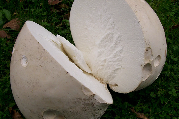 Bí mật bất ngờ trong 'báu vật khổng lồ' trên bãi cỏ - Hình 7 Bi mat bat ngo trong 'bau vat khong lo' tren bai co-Hinh-7