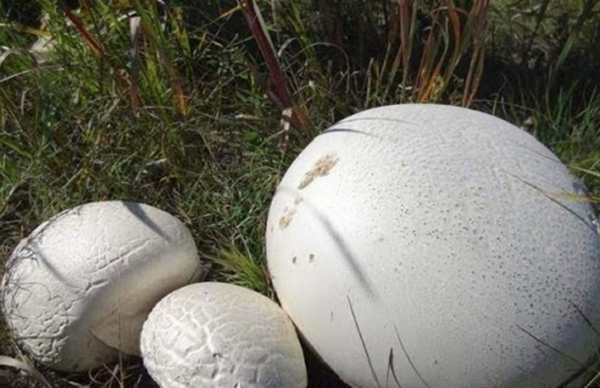 Bí mật bất ngờ trong 'báu vật khổng lồ' trên bãi cỏ - Hình 3 Bi mat bat ngo trong 'bau vat khong lo' tren bai co-Hinh-3