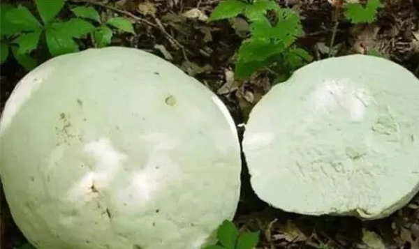 Bí mật bất ngờ trong 'báu vật khổng lồ' trên bãi cỏ - Hình 2 Bi mat bat ngo trong 'bau vat khong lo' tren bai co-Hinh-2