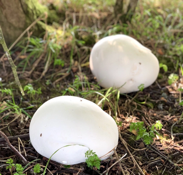 Bí mật bất ngờ trong 'báu vật khổng lồ' trên bãi cỏ - Hình 11 Bi mat bat ngo trong 'bau vat khong lo' tren bai co-Hinh-11