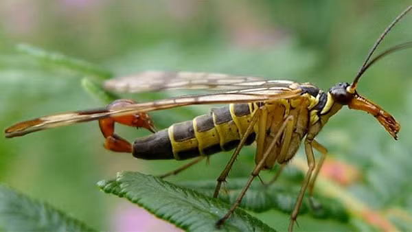 Nhung loai chan dot quai di ban co biet?-Hinh-7