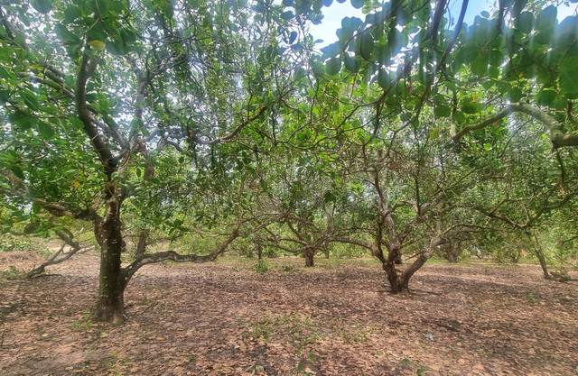 Đất dân khai hoang nhưng lại 'cấp nhầm' cho cán bộ - Hình 2 Dat dan khai hoang nhung lai 'cap nham' cho can bo-Hinh-2