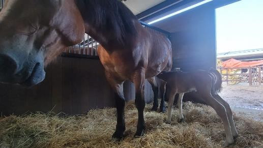 Loài ngựa cao nhất thế giới chào đời tại Vinpearl Horse Academy - Hình 2 Loai ngua cao nhat the gioi chao doi tai Vinpearl Horse Academy-Hinh-2