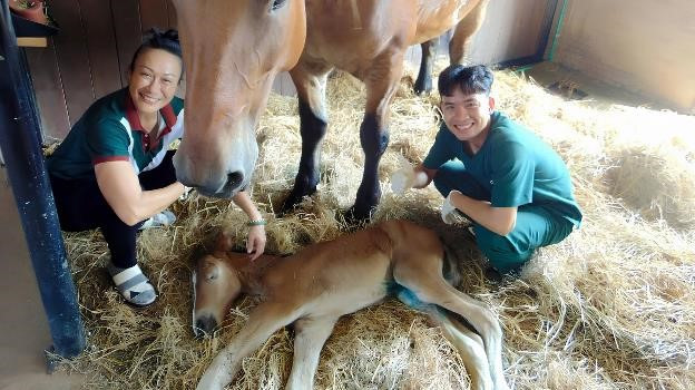 Loài ngựa cao nhất thế giới chào đời tại Vinpearl Horse Academy - Hình 3 Loai ngua cao nhat the gioi chao doi tai Vinpearl Horse Academy-Hinh-3