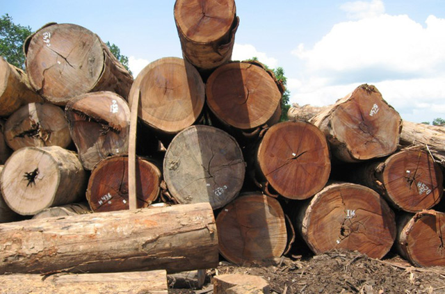 Ngắm nhìn loại gỗ đắt nhất thế giới Ngam nhin loai go dat nhat the gioi