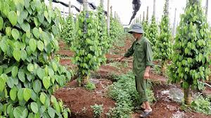 Giá tiêu xuống thấp, nông dân gặp khó Gia tieu xuong thap, nong dan gap kho