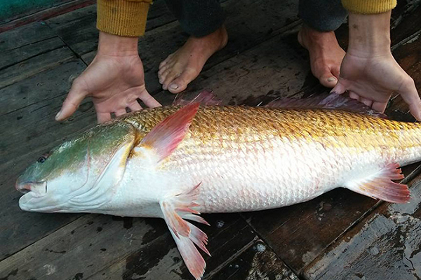 Cá sủ vàng có gì đặc biệt mà giá lên tới hàng tỷ đồng mỗi con? - Hình 6 Ca su vang co gi dac biet ma gia len toi hang ty dong moi con?-Hinh-6