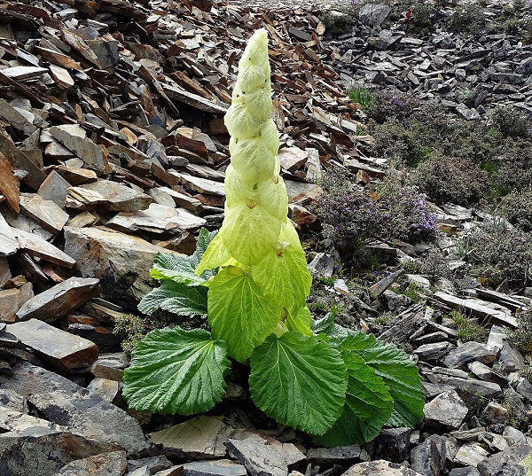 Biết gì về “cây thần Tây Tạng 400 năm nở hoa 1 lần“? - Hình 4 Biet gi ve “cay than Tay Tang 400 nam no hoa 1 lan“?-Hinh-4