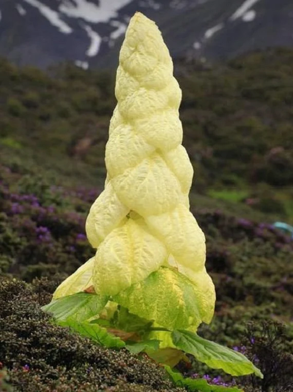 Biết gì về “cây thần Tây Tạng 400 năm nở hoa 1 lần“? - Hình 8 Biet gi ve “cay than Tay Tang 400 nam no hoa 1 lan“?-Hinh-8