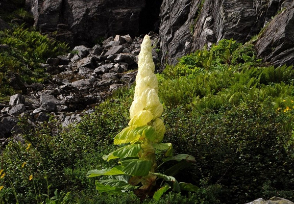 Biết gì về “cây thần Tây Tạng 400 năm nở hoa 1 lần“? - Hình 3 Biet gi ve “cay than Tay Tang 400 nam no hoa 1 lan“?-Hinh-3