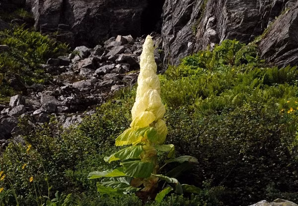 Biet gi ve “cay than Tay Tang 400 nam no hoa 1 lan“?-Hinh-3