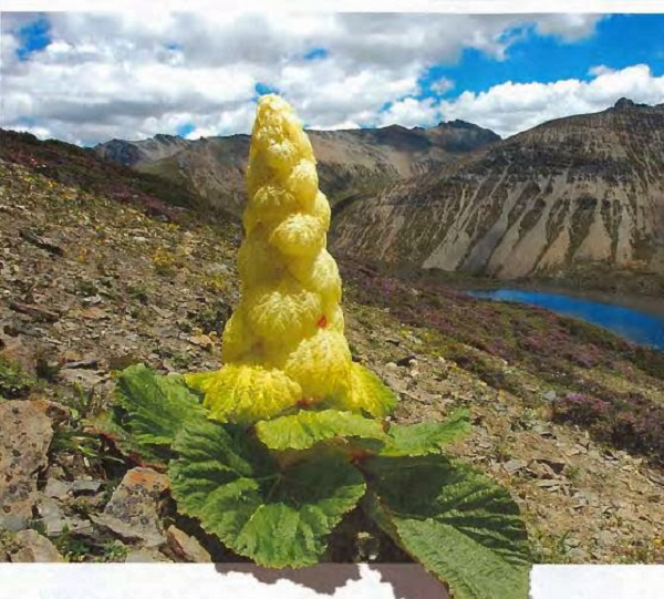 Biết gì về “cây thần Tây Tạng 400 năm nở hoa 1 lần“? - Hình 7 Biet gi ve “cay than Tay Tang 400 nam no hoa 1 lan“?-Hinh-7