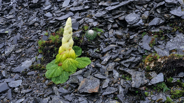 Biết gì về “cây thần Tây Tạng 400 năm nở hoa 1 lần“? - Hình 10 Biet gi ve “cay than Tay Tang 400 nam no hoa 1 lan“?-Hinh-10