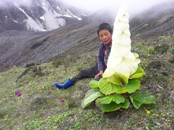 Biết gì về “cây thần Tây Tạng 400 năm nở hoa 1 lần“? - Hình 6 Biet gi ve “cay than Tay Tang 400 nam no hoa 1 lan“?-Hinh-6