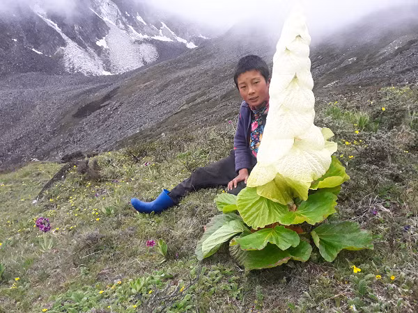 Biet gi ve “cay than Tay Tang 400 nam no hoa 1 lan“?-Hinh-6