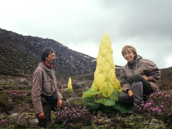 Biết gì về “cây thần Tây Tạng 400 năm nở hoa 1 lần“? - Hình 12 Biet gi ve “cay than Tay Tang 400 nam no hoa 1 lan“?-Hinh-12