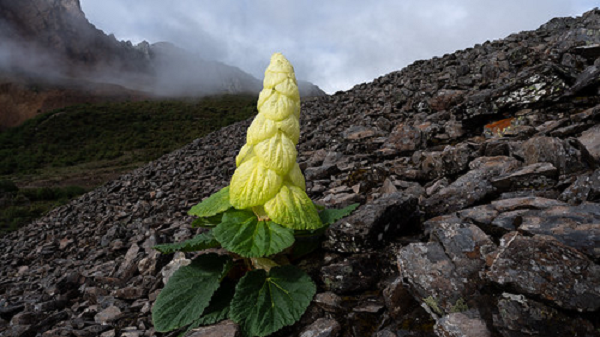Biết gì về “cây thần Tây Tạng 400 năm nở hoa 1 lần“? - Hình 9 Biet gi ve “cay than Tay Tang 400 nam no hoa 1 lan“?-Hinh-9