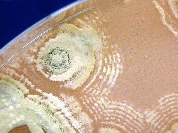 Sinh vat song day trong lua, hi vong tim thay su song o hanh tinh 