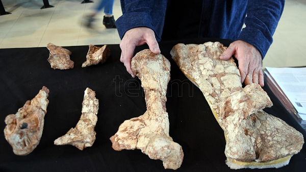 Phát hiện dấu vết loài “Rồng tử thần” từng thống trị Trái đất - Hình 5 Phat hien dau vet loai “Rong tu than” tung thong tri Trai dat-Hinh-5