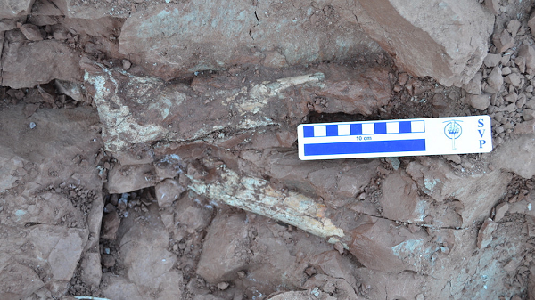 Phát hiện dấu vết loài “Rồng tử thần” từng thống trị Trái đất - Hình 4 Phat hien dau vet loai “Rong tu than” tung thong tri Trai dat-Hinh-4