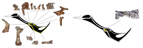 Phát hiện dấu vết loài “Rồng tử thần” từng thống trị Trái đất - Hình 6 Phat hien dau vet loai “Rong tu than” tung thong tri Trai dat-Hinh-6