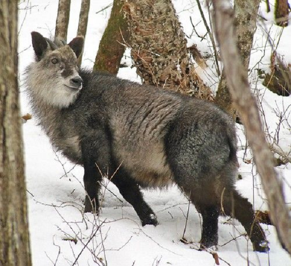 Tỳ linh Nhật Bản trưởng thành khi đứng cao khoảng 81 cm và cân nặng 30–45 kg. Lông có màu đen pha chút trắng, màu lông sáng rõ vào mùa hè. Bộ lông mao rất rậm rạp, đặc biệt là chiếc đuôi.