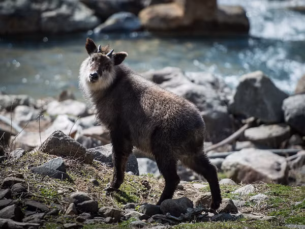 Cả hai giới đều mọc sừng ngắn, cong ngược và rất khó phân biệt bằng mắt thường. Tỳ linh Nhật Bản sinh sống trên rừng núi rậm rạp, chúng ăn lá, chồi và quả sồi.