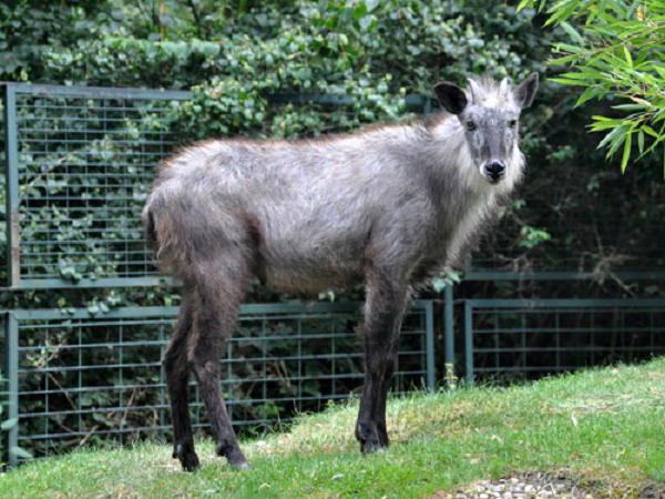 Chúng đánh dấu lãnh thổ bằng dung dịch có mùi ngọt - chua tiết ra từ tuyến ngoại tiết trước ổ mắt, con đực và con cái có lãnh thổ riêng biệt, phạm vi lãnh thổ cũng có khả năng chồng chéo lên nhau.