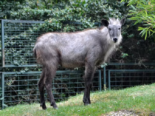 Chúng đánh dấu lãnh thổ bằng dung dịch có mùi ngọt - chua tiết ra từ tuyến ngoại tiết trước ổ mắt, con đực và con cái có lãnh thổ riêng biệt, phạm vi lãnh thổ cũng có khả năng chồng chéo lên nhau.