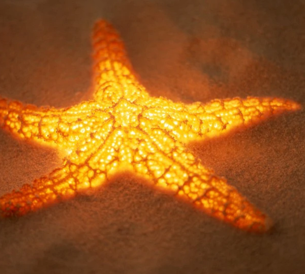 Mê mẩn những sinh vật toả sáng lung linh dưới đáy biển - Hình 6 Me man nhung sinh vat toa sang lung linh duoi day bien-Hinh-6