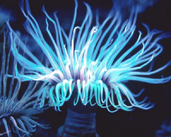 Mê mẩn những sinh vật toả sáng lung linh dưới đáy biển - Hình 8 Me man nhung sinh vat toa sang lung linh duoi day bien-Hinh-8