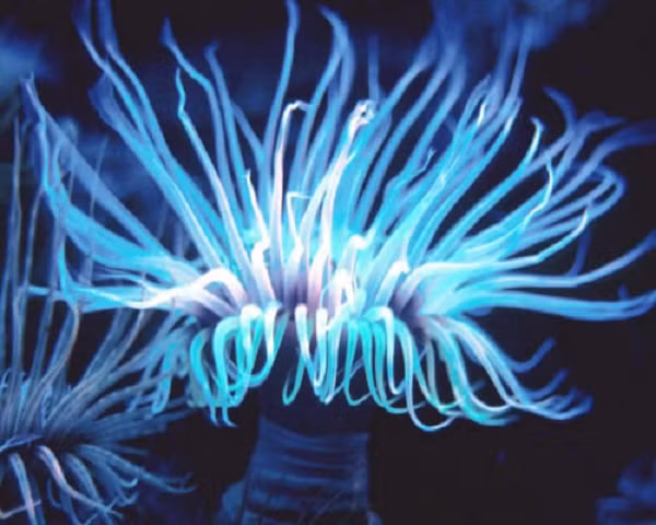 Me man nhung sinh vat toa sang lung linh duoi day bien-Hinh-8