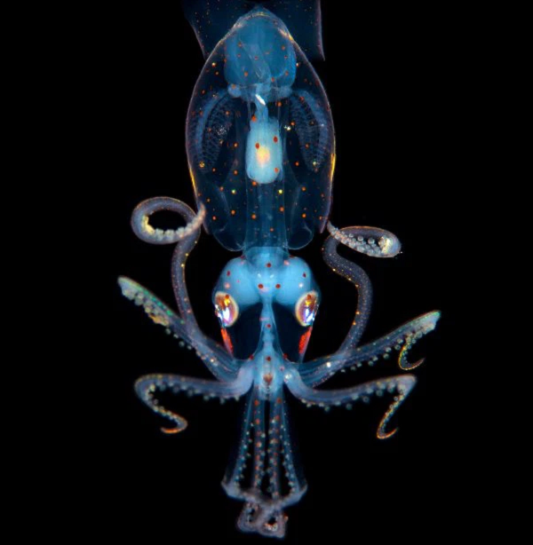 Mê mẩn những sinh vật toả sáng lung linh dưới đáy biển - Hình 4 Me man nhung sinh vat toa sang lung linh duoi day bien-Hinh-4