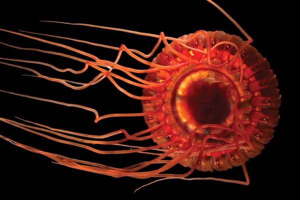 Mê mẩn những sinh vật toả sáng lung linh dưới đáy biển - Hình 3 Me man nhung sinh vat toa sang lung linh duoi day bien-Hinh-3