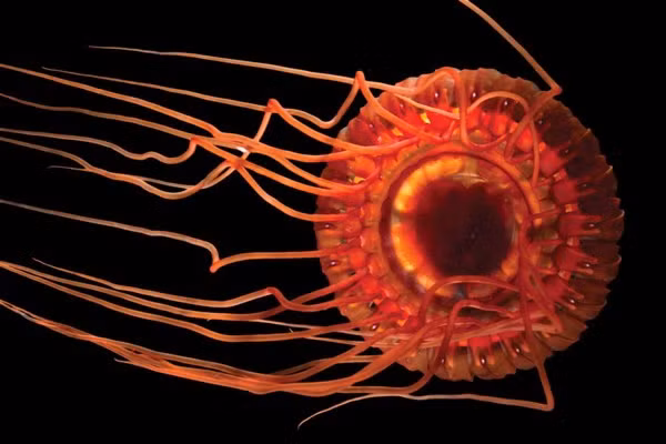 Me man nhung sinh vat toa sang lung linh duoi day bien-Hinh-3