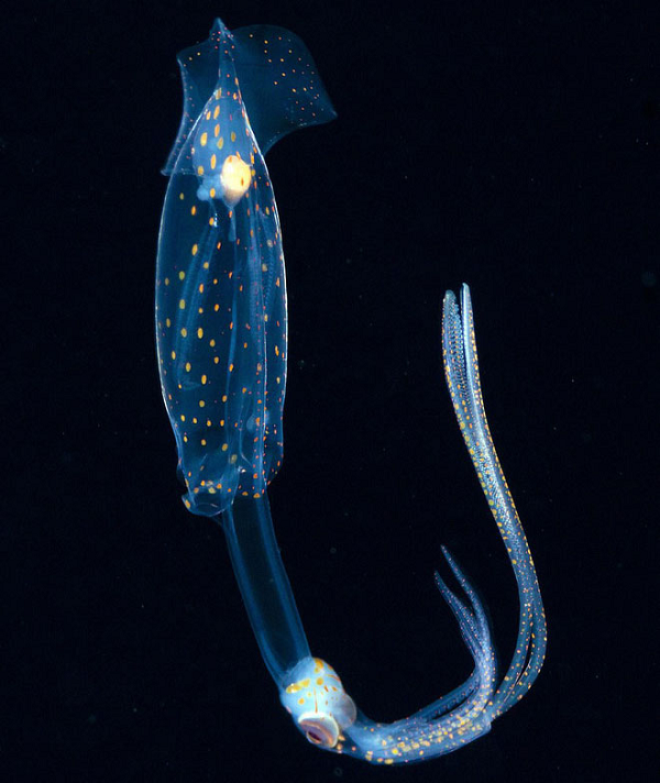 Mê mẩn những sinh vật toả sáng lung linh dưới đáy biển - Hình 11 Me man nhung sinh vat toa sang lung linh duoi day bien-Hinh-11