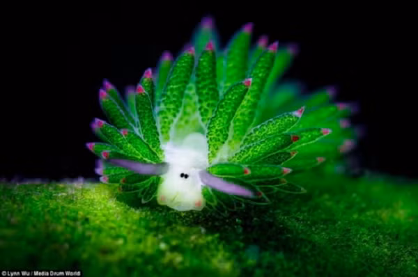 Me man nhung sinh vat toa sang lung linh duoi day bien-Hinh-9