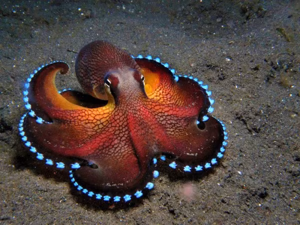 Me man nhung sinh vat toa sang lung linh duoi day bien-Hinh-5